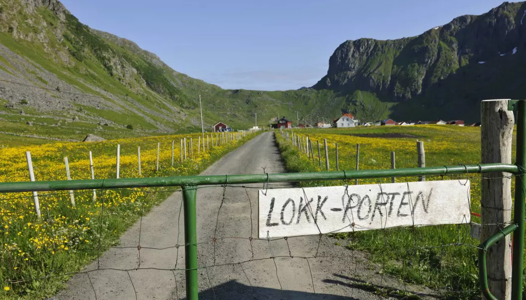 Port på smal grusvei på Vestvågøy i Lofoten. (Foto: Bjørn Jørgensen, Samfoto)
