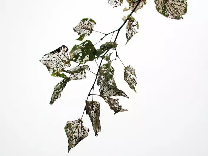 Skade etter lindebladveps - bare bladnervene står igjen. (Foto: Erling Fløistad)