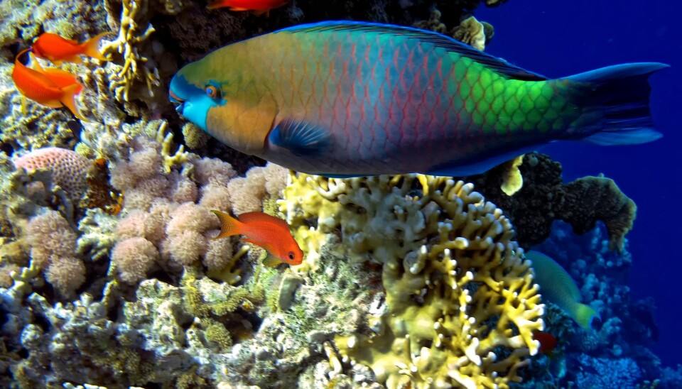 Papegøyefisken renser korallrevet ved å spise alger. (Foto: Colourbox)