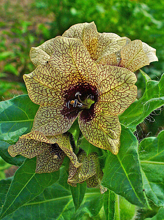 Bulmeurt,<i> Hyoscyamus niger.</i> (Foto: H. Zell / Wikimedia commons, GNU FDL) Bulmeurt,<i> Hyoscyamus niger.</i> (Foto: H. Zell / Wikimedia commons, GNU FDL)
