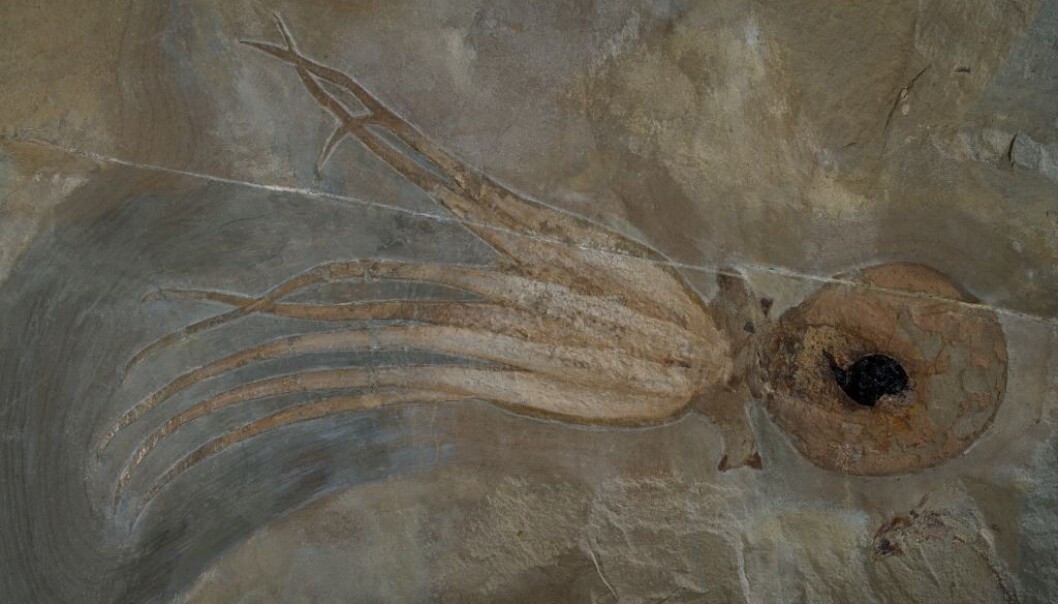 Det 95 millionar år gamle fossilet er fantastisk detaljert. (Foto: Hans Arne Nakrem, NHM) Det 95 millionar år gamle fossilet er fantastisk detaljert. (Foto: Hans Arne Nakrem, NHM)