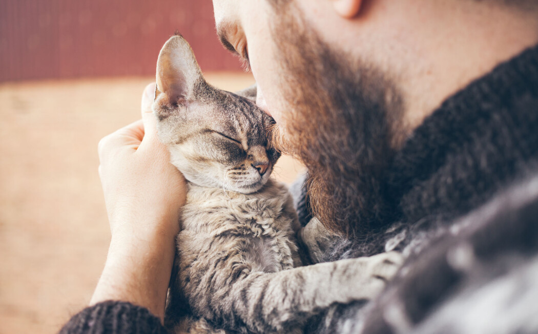 Katten gir ikke katten i eieren, ifølge ny forskning. (Illustrasjonsfoto: Veera / Shutterstock / NTB scanpix) Katten gir ikke katten i eieren, ifølge ny forskning. (Illustrasjonsfoto: Veera / Shutterstock / NTB scanpix)