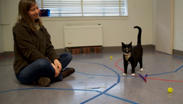Dene katten har en sikker tilknytning til eieren, ifølge forskerne. Den veksler mellom å søke trygghet hos mennesket sitt og å utforske det nye miljøet. (Foto: Kristyn Vitale, Oregon State University.) Dene katten har en sikker tilknytning til eieren, ifølge forskerne. Den veksler mellom å søke trygghet hos mennesket sitt og å utforske det nye miljøet. (Foto: Kristyn Vitale, Oregon State University.)