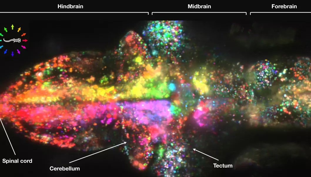 Se 80 000 lysende nerveceller i en fiskehjerne