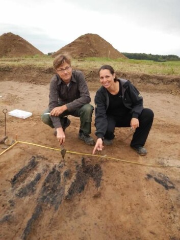 Søren M. Sindbæk og Nanna Holm viser resterne av brendte planker ved den ene borgporten. (Foto: Danmarks Borgcenter) Søren M. Sindbæk og Nanna Holm viser resterne av brendte planker ved den ene borgporten. (Foto: Danmarks Borgcenter)