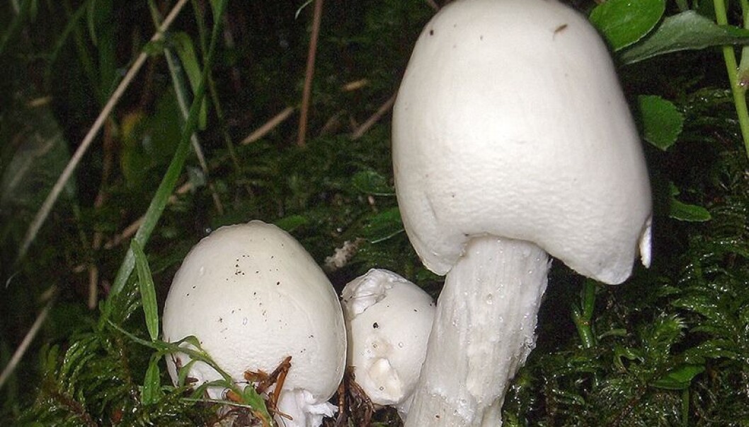 Fluesoppen (Amanita virosa) er 10–15 centimeter høy med en 5–15 centimeter bred, kritthvit hatt. Skivene er hvite og stilken har slire og en løkformet knoll ved grunnen og en ring et stykke under hatten. (Foto: B. Baldassari) Fluesoppen (Amanita virosa) er 10–15 centimeter høy med en 5–15 centimeter bred, kritthvit hatt. Skivene er hvite og stilken har slire og en løkformet knoll ved grunnen og en ring et stykke under hatten. (Foto: B. Baldassari)