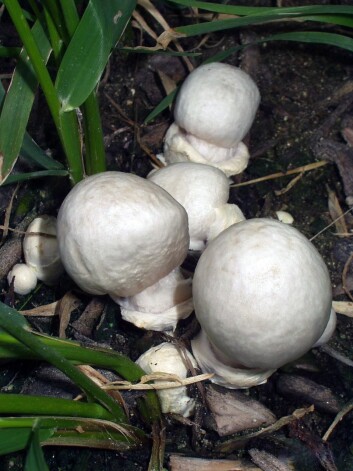 Hvit fluesopp kan forveksles med sjampinjongartene. (Foto: Rafti Institute , Ms. Havisham) Hvit fluesopp kan forveksles med sjampinjongartene. (Foto: Rafti Institute , Ms. Havisham)