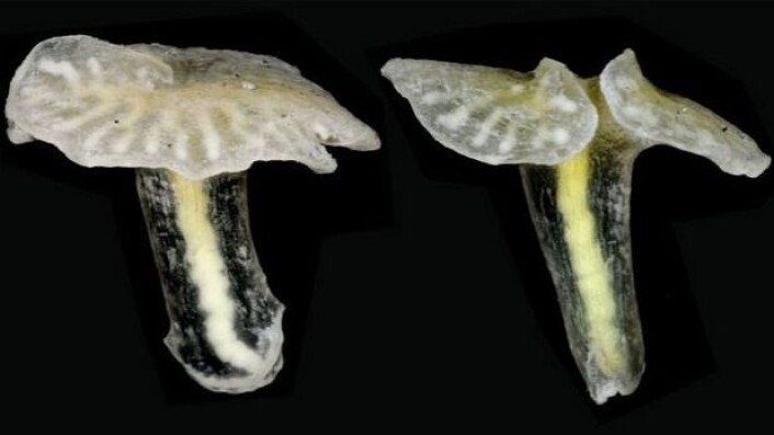 Dendrogramma, funnet på havbunnen utenfor Australia. Photo: Just et al. 2014. PLoS ONE Dendrogramma, funnet på havbunnen utenfor Australia. Photo: Just et al. 2014. PLoS ONE