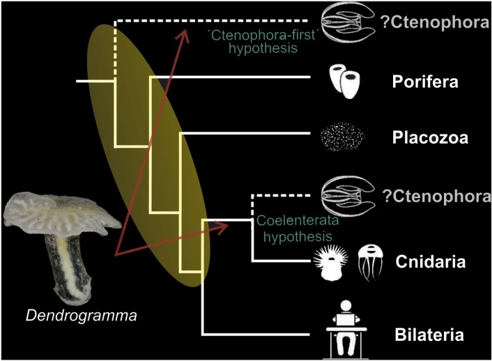 Dendrogramma kan enten høre hjemme blant ribbemanetene (Ctenophora) eller Nesledyrene (Cnidaria), eller et helt annet sted. Photo: Just et al. 2014. PLoS ONE. Dendrogramma kan enten høre hjemme blant ribbemanetene (Ctenophora) eller Nesledyrene (Cnidaria), eller et helt annet sted. Photo: Just et al. 2014. PLoS ONE.