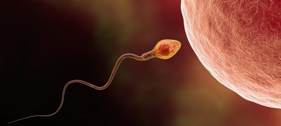 Jakter på den perfekte sædcellen