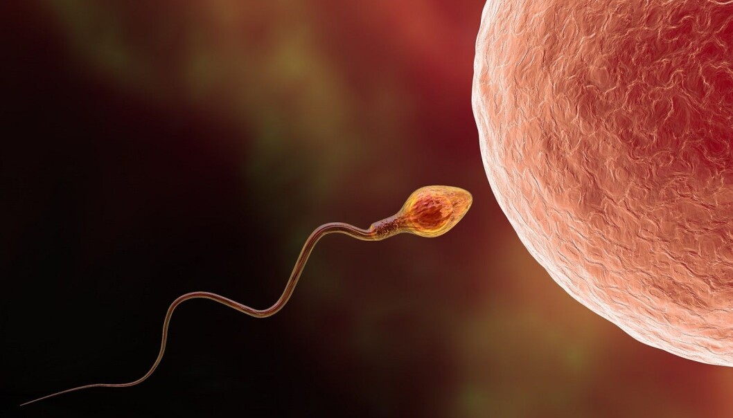 – Vi er godt i gang med utvikling av metoder for å kunne forutsi sædkvalitet, sier forsker Michael A. Riegler. Målet er å forbedre metodene for å velge ut sædceller og embryo ved assistert befruktning. (Illustrasjon: Kateryna Kon / Shutterstock / NTB scanpix) – Vi er godt i gang med utvikling av metoder for å kunne forutsi sædkvalitet, sier forsker Michael A. Riegler. Målet er å forbedre metodene for å velge ut sædceller og embryo ved assistert befruktning. (Illustrasjon: Kateryna Kon / Shutterstock / NTB scanpix)
