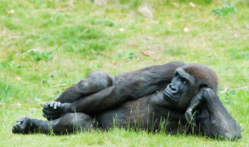 Her har en stor hunngorilla tatt en pause. (Foto: iStockphoto.com) Her har en stor hunngorilla tatt en pause. (Foto: iStockphoto.com)