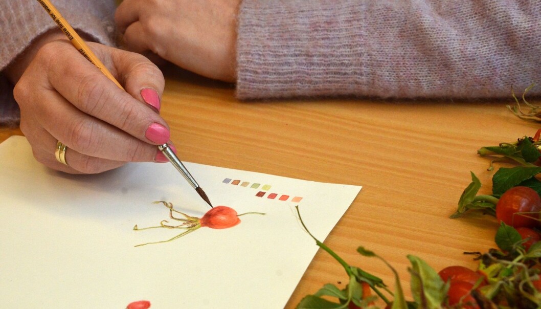 Kunstnar Hege Sviggum er ein av få i Noreg med utdanning i botanisk illustrasjon. (Foto: May Grethe Lerum) Kunstnar Hege Sviggum er ein av få i Noreg med utdanning i botanisk illustrasjon. (Foto: May Grethe Lerum)