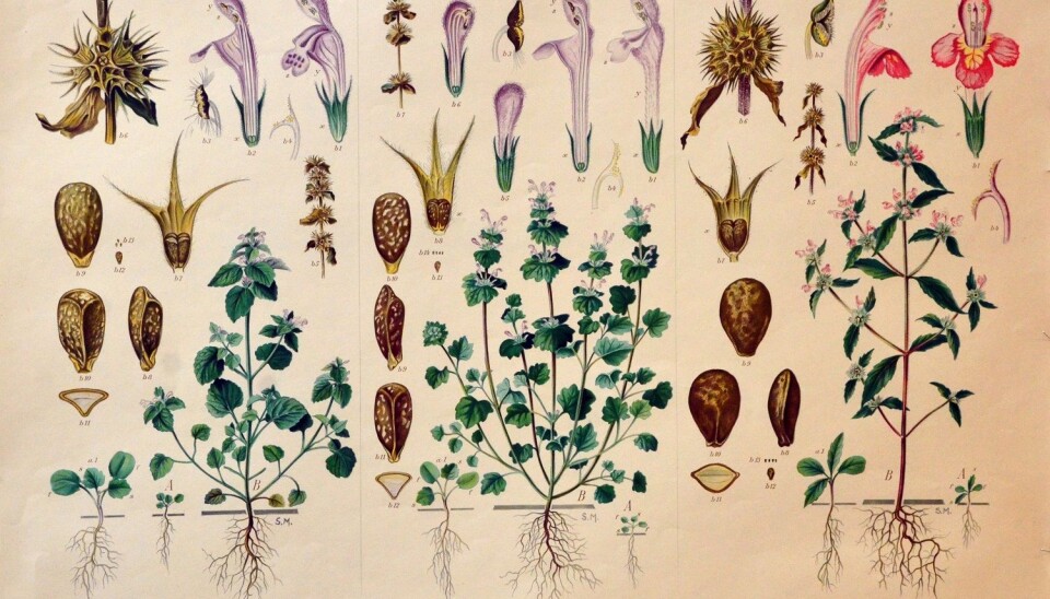 Botanisk illustrasjon har tradisjonelt vore eit særs viktig hjelpemiddel innan fleire forskingsgreiner. Bildet viser ein av Korsmos ugrasplansjar, illustrert av teiknaren Sara Mørk. Den klassiske floraen kan ikkje erstattast av digitale databankar. (Foto: May Grethe Lerum)