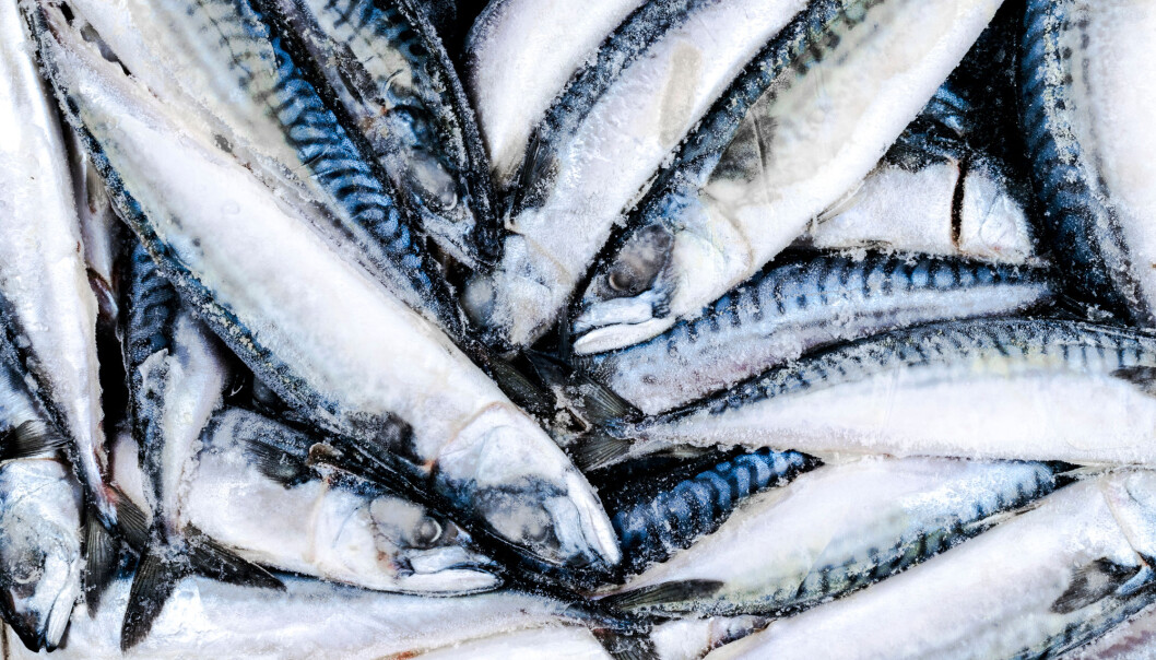 Når makrell og sild pakkes i esker og fryses, får mange individer en bananform som den ofte beholder etter tining. (Illustrasjon: BigTunaOnline / Shutterstock / NTB scanpix) Når makrell og sild pakkes i esker og fryses, får mange individer en bananform som den ofte beholder etter tining. (Illustrasjon: BigTunaOnline / Shutterstock / NTB scanpix)