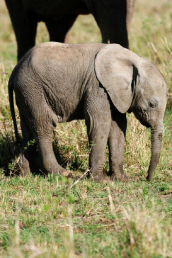 "Etter under én dag reiser elefantungen seg opp og begynner å gå. (Illustrasjonsfoto: iStockphoto)"