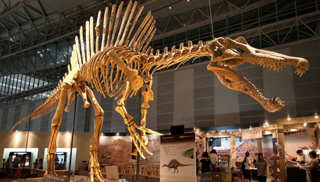 Et rekonstrurert Spinosaurus-skjelett. Nye funn viser at kjempen også var svømmedyktig. (Foto: Wikimedia commons) Et rekonstrurert Spinosaurus-skjelett. Nye funn viser at kjempen også var svømmedyktig. (Foto: Wikimedia commons)