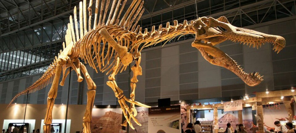 Et rekonstrurert Spinosaurus-skjelett. Nye funn viser at kjempen også var svømmedyktig.   (Foto: Wikimedia commons)
