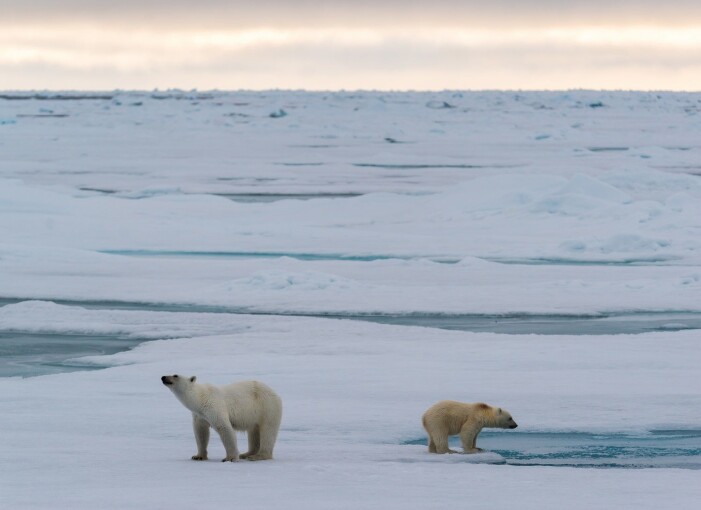 En liten isbjørnfamilie på sjøisen ved Svalbard. (Foto: Andreas Wolden / Havforskningsinstituttet) En liten isbjørnfamilie på sjøisen ved Svalbard. (Foto: Andreas Wolden / Havforskningsinstituttet)