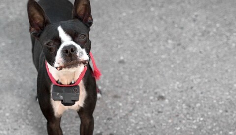 strømhalsbånd til hund