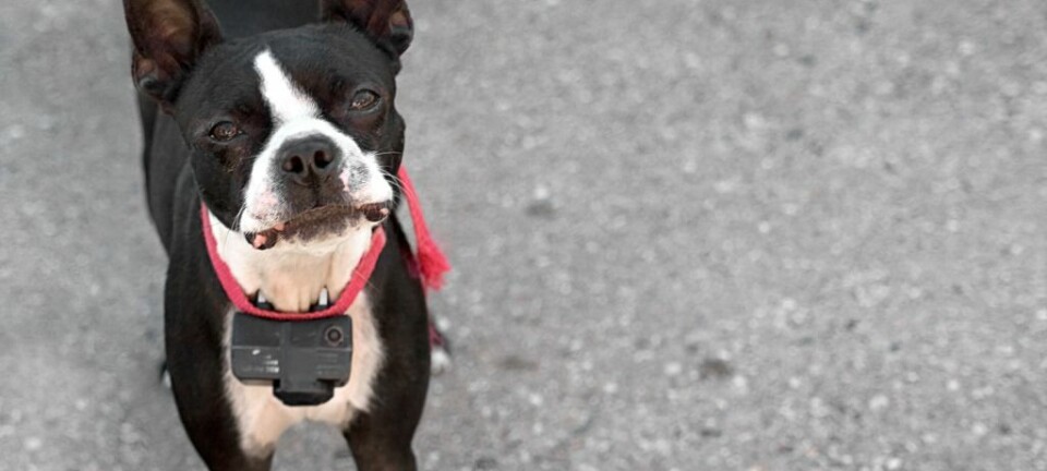 Er bruk av elektrisk halsbånd på hunder mer effektivt? (Foto: Colourbox)