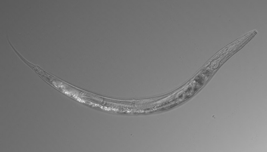 Denne mikroskopiske rundormen er et hardført vesen. Auanema sp. kan leve i ekstreme forhold med høye arsenikknivåer. (Foto: Caltech) Denne mikroskopiske rundormen er et hardført vesen. Auanema sp. kan leve i ekstreme forhold med høye arsenikknivåer. (Foto: Caltech)