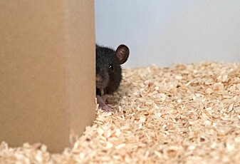 Rotter lærte å leke gjemsel med forskerne