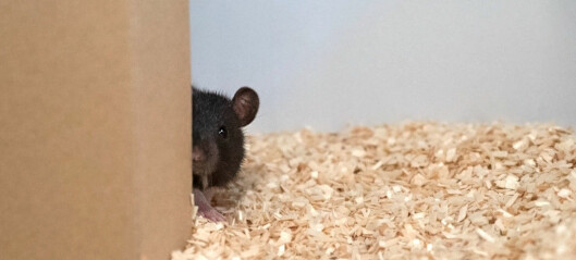 Rotter lærte å leke gjemsel med forskerne