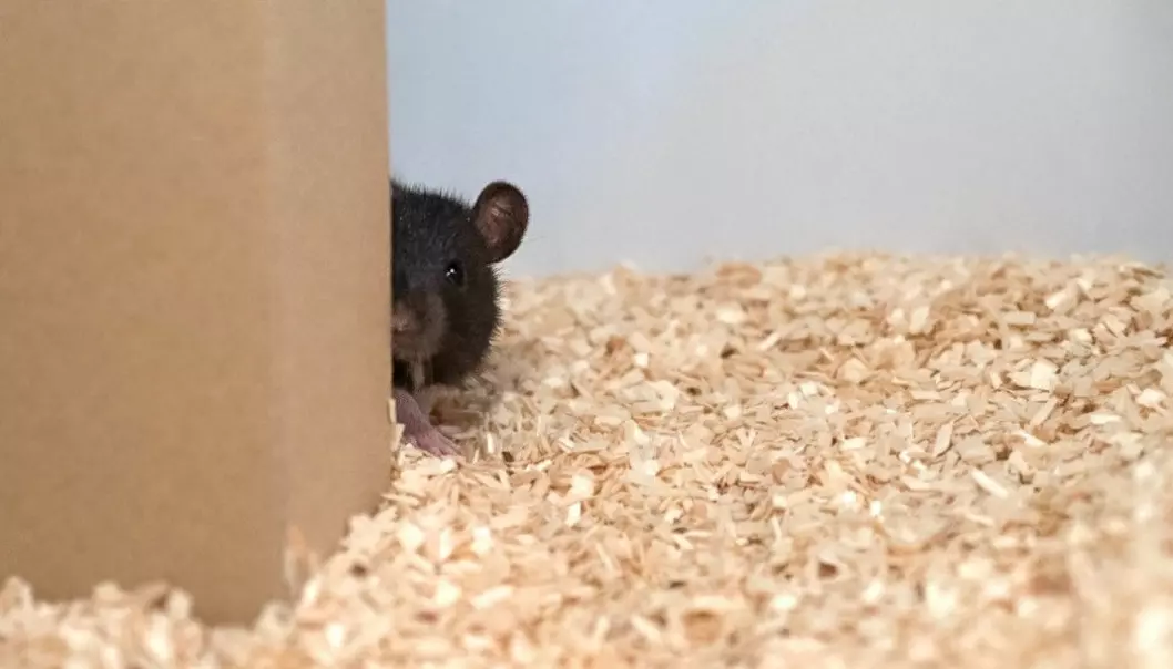 En av rottene leker gjemsel med forskeren. (Foto: Reinhold, Sanguinetti-Scheck, Hartmann & Brecht)