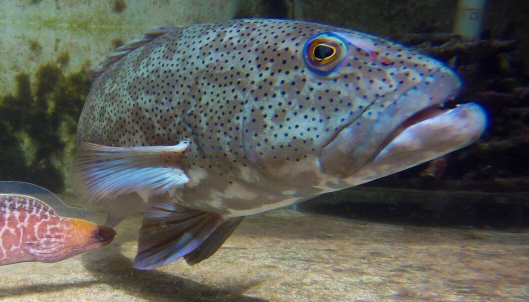 Rovfisk samarbeider for å fange byttet. Her har forskerne lurt en fisk fra Stillehavet til å samarbeide med en ålefisk av plast. (Foto: Alexander Vail) Rovfisk samarbeider for å fange byttet. Her har forskerne lurt en fisk fra Stillehavet til å samarbeide med en ålefisk av plast. (Foto: Alexander Vail)