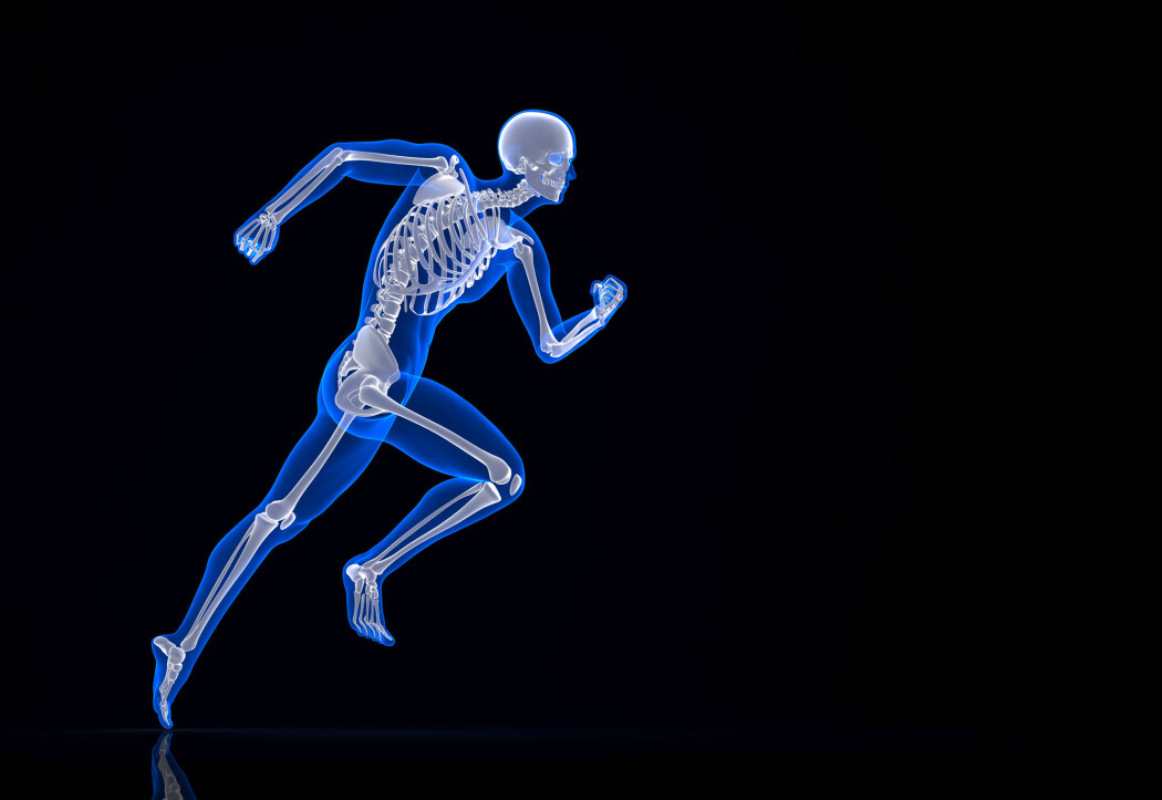 Hormonet osteokalsin, som produseres i skjelettet, ser ut til å spille en hovedrolle i den akutte stressreaksjonen, også kjent som «kjemp-eller-flykt»-responsen. (Foto: kirill_makarov / Shutterstock / NTB scanpix) Hormonet osteokalsin, som produseres i skjelettet, ser ut til å spille en hovedrolle i den akutte stressreaksjonen, også kjent som «kjemp-eller-flykt»-responsen. (Foto: kirill_makarov / Shutterstock / NTB scanpix)