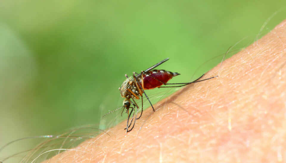 Malariaparasitter i Kambodsja har utviklet resistens mot malariamedisiner. Når resistensen brer seg til Afrika, kan det bety en økonomisk og humanitær katastrofe.  (Foto: Microstock)