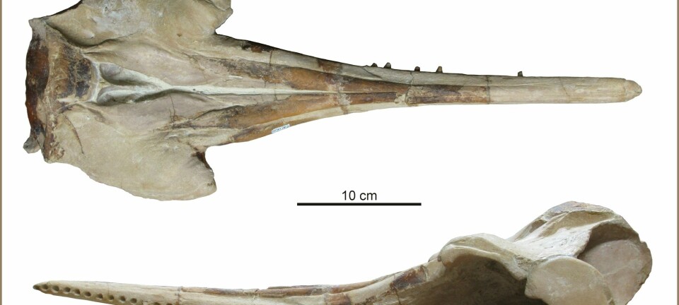 Hodeskallen til Huaridelphis raimondii. Målestokken er 10 cm. lang. (Bilde: © G. Bianucci)