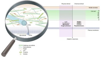 Cellevegger er avanserte strukturer. Forståelsen for rollene deres har økt kraftig de siste årene. (Illustrasjon: Vaahtera et al, Nature Plant) Cellevegger er avanserte strukturer. Forståelsen for rollene deres har økt kraftig de siste årene. (Illustrasjon: Vaahtera et al, Nature Plant)
