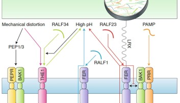 Figuren viser noen av mekanismene som utløses i reseptorene THE1 og FER når en plante utsettes for angrep. For en mer utfyllende beskrivelse se referansen nederst i saken. (Illustrasjon: Vaahtera et al, Nature Plants) Figuren viser noen av mekanismene som utløses i reseptorene THE1 og FER når en plante utsettes for angrep. For en mer utfyllende beskrivelse se referansen nederst i saken. (Illustrasjon: Vaahtera et al, Nature Plants)