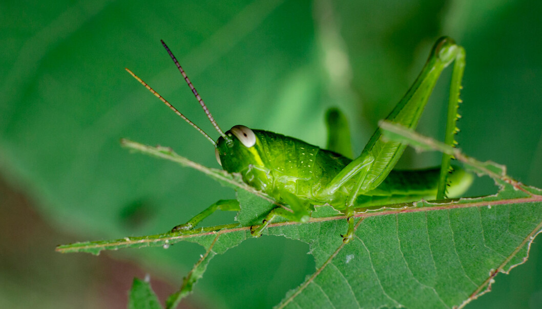 Kunnskap om hvordan plantene forsvarer seg kan brukes til å utvikle nye varianter av matplanter som ris og mais. (Illustrasjon: Anwar sadad / Shutterstock / NTB scanpix) Kunnskap om hvordan plantene forsvarer seg kan brukes til å utvikle nye varianter av matplanter som ris og mais. (Illustrasjon: Anwar sadad / Shutterstock / NTB scanpix)