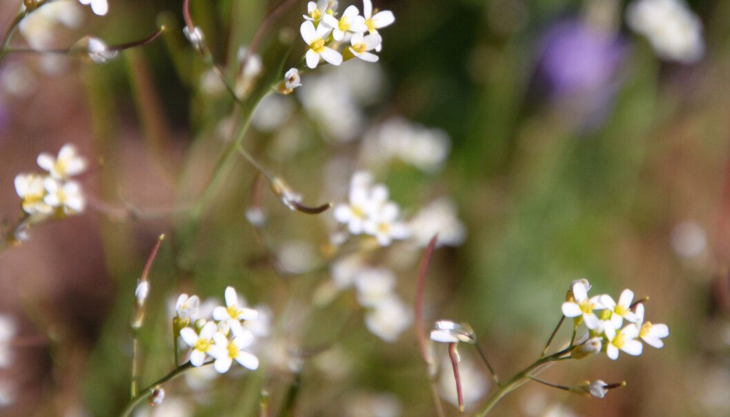 Vårskrinneblom kan gi oss noen av svarene på hvordan planter forsvare seg. (Illustrasjon: lehic / Shutterstock / NTB scanpix) Vårskrinneblom kan gi oss noen av svarene på hvordan planter forsvare seg. (Illustrasjon: lehic / Shutterstock / NTB scanpix)