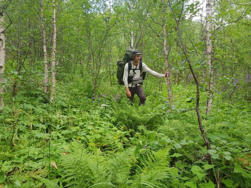 Høgstaudesamfunn – en enhet i naturen eller bare en samling arter med likt krav til voksested? (Foto: Marte Fandrem, CC-BY 4.0.) Høgstaudesamfunn – en enhet i naturen eller bare en samling arter med likt krav til voksested? (Foto: Marte Fandrem, CC-BY 4.0.)