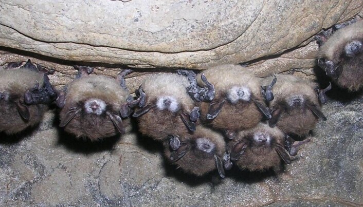 Halloween & en nifs historie om mugne flaggermus