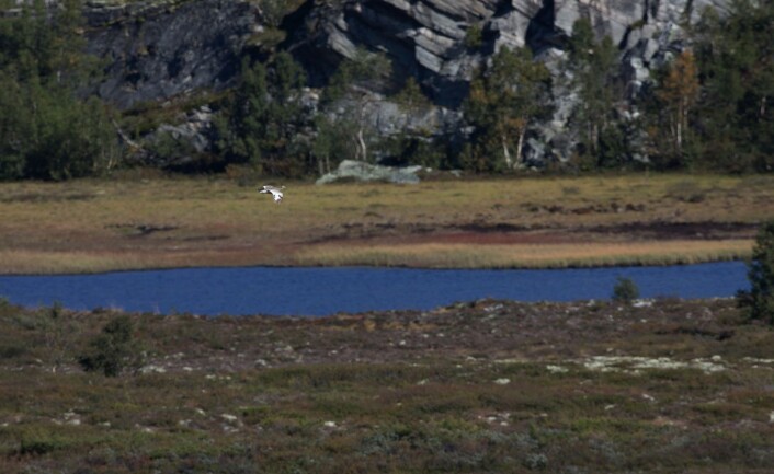 (Foto: Per Jordhøy) (Foto: Per Jordhøy)