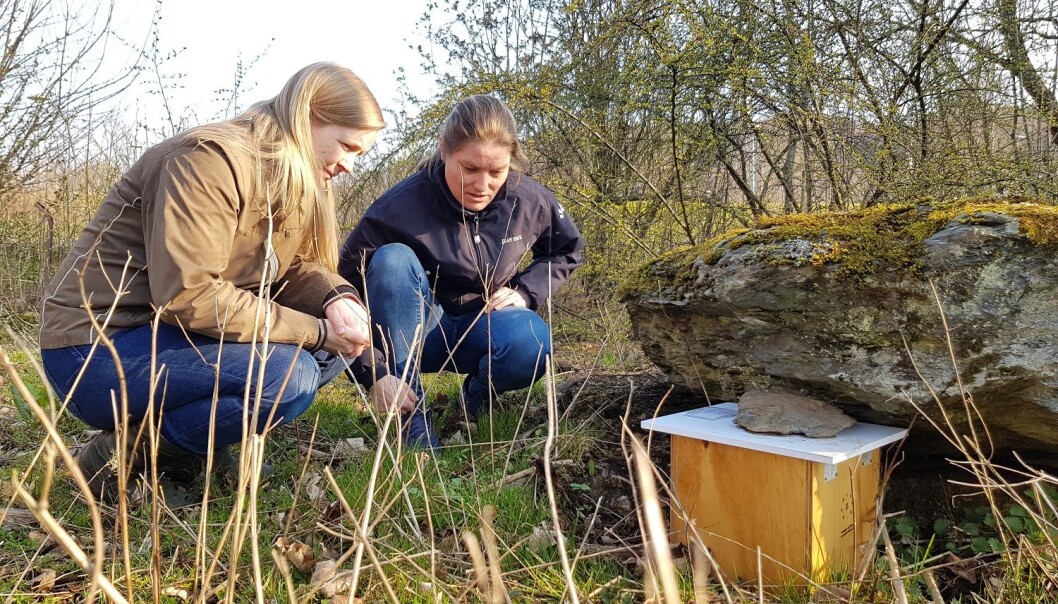 Kristine Marie Olsen (t.v) og Kristin Grøsvik ved ein av humlekassane på Ullandhaug i Stavanger. (Foto: Anja Kristin Bakken / UiS) Kristine Marie Olsen (t.v) og Kristin Grøsvik ved ein av humlekassane på Ullandhaug i Stavanger. (Foto: Anja Kristin Bakken / UiS)
