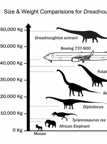 Dinosaurarten 'Dreadnoughtous schrani' slår knockout på dei fleste andre artar og er omtrent like lang som eit Boeing 737-fly. (Foto: Kenneth Lacovara, Reuters)