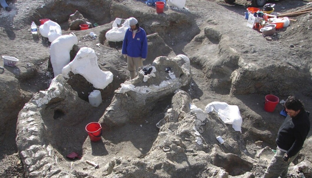 Forskarane fann gigant-skjelettet under eit utgravingsprosjekt i Argentina i perioden 2005-2009. Først no blir funna presenterte for allmennheita. (Foto: Kenneth Lacovara, Reuters) Forskarane fann gigant-skjelettet under eit utgravingsprosjekt i Argentina i perioden 2005-2009. Først no blir funna presenterte for allmennheita. (Foto: Kenneth Lacovara, Reuters)
