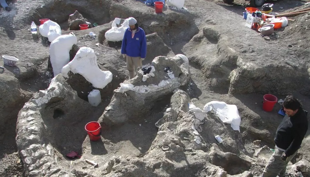 Forskarane fann gigant-skjelettet under eit utgravingsprosjekt i Argentina i perioden 2005-2009. Først no blir funna presenterte for allmennheita. (Foto: Kenneth Lacovara, Reuters)