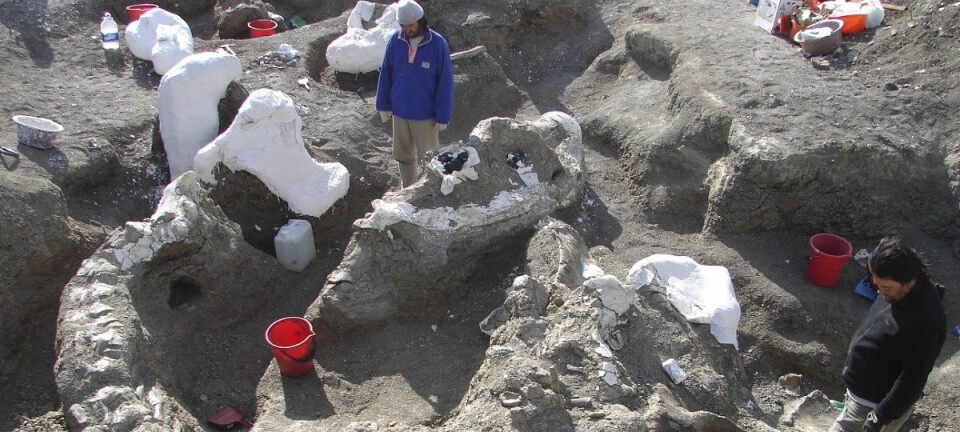 Forskarane fann gigant-skjelettet under eit utgravingsprosjekt i Argentina i perioden 2005-2009. Først no blir funna presenterte for allmennheita. (Foto: Kenneth Lacovara, Reuters)