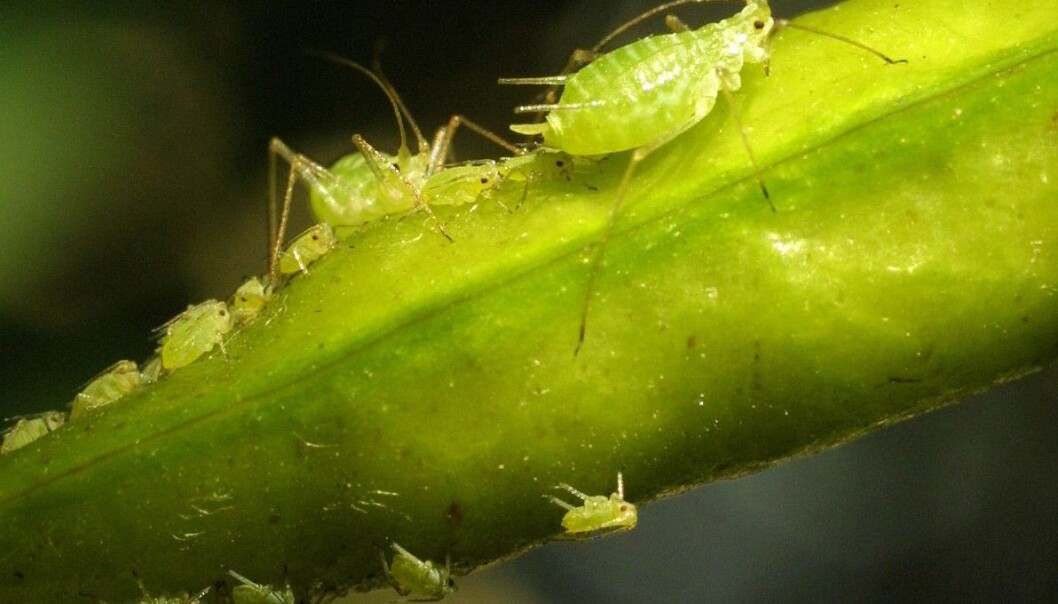 Bladlusene (Aphidoidea) hører til nebbmunnene (Hemiptera). (Foto: Jaakko Hakulinen) Bladlusene (Aphidoidea) hører til nebbmunnene (Hemiptera). (Foto: Jaakko Hakulinen)