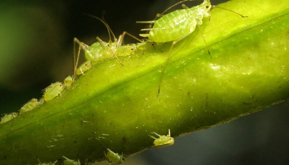 Bladlusene (Aphidoidea) hører til nebbmunnene (Hemiptera). (Foto: Jaakko Hakulinen)