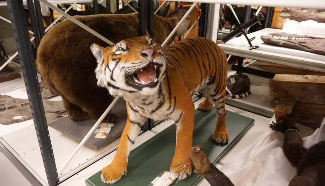 En gang i museets historie fant noen ut at denne tigeren måtte males. Spørsmålet er om vedkommende hadde sett en ekte tiger noen gang. (Foto: Torill Sommerfelt Ervik / UiB) En gang i museets historie fant noen ut at denne tigeren måtte males. Spørsmålet er om vedkommende hadde sett en ekte tiger noen gang. (Foto: Torill Sommerfelt Ervik / UiB)