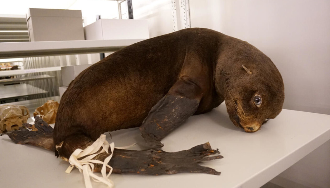 Kanskje et det savnet etter bølgene den forlot for mer enn hundre år siden som har gitt denne sjøløven det sorgmodige blikket? (Foto: Torill Sommerfelt Ervik / UiB) Kanskje et det savnet etter bølgene den forlot for mer enn hundre år siden som har gitt denne sjøløven det sorgmodige blikket? (Foto: Torill Sommerfelt Ervik / UiB)
