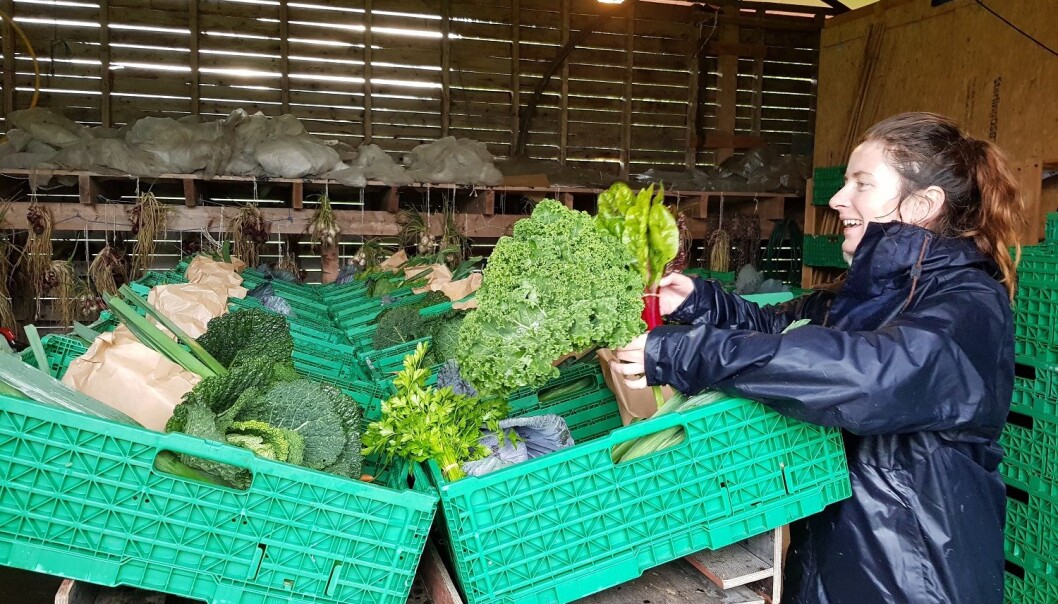 I et andelslandbruk fordeles produksjonen på andelshaverne. Én andel er ment å dekke grønnsakforbruket til en voksen person gjennom sesongen. (Foto: Anna Birgitte Milford) I et andelslandbruk fordeles produksjonen på andelshaverne. Én andel er ment å dekke grønnsakforbruket til en voksen person gjennom sesongen. (Foto: Anna Birgitte Milford)